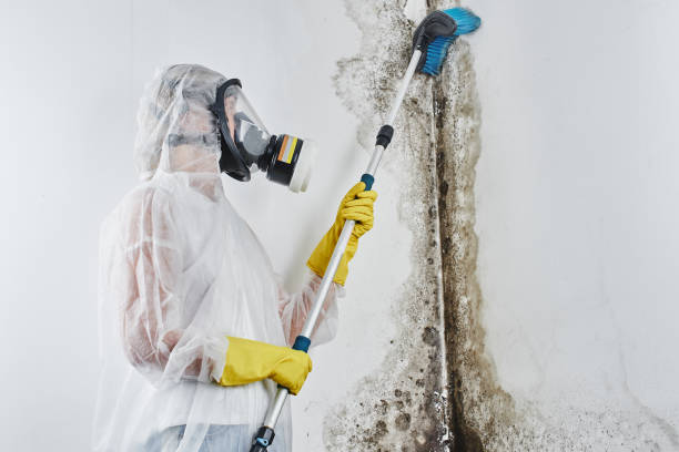 Best Emergency Mold Remediation  in Burbank, IL